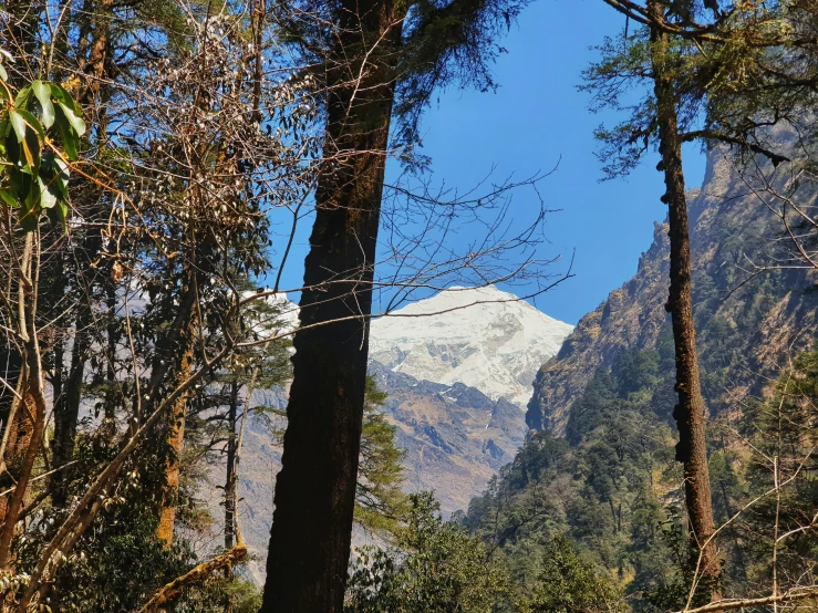 a view of a snowy mountain from between two evergreen trees