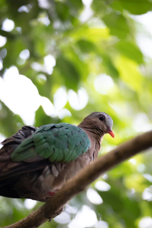 a pretty bird perched on a tree nch