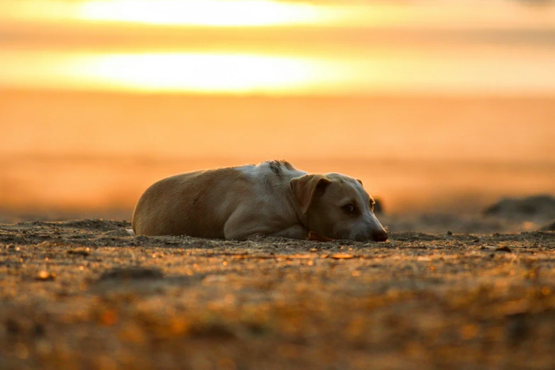 a dog laying on the ground in front of the sun