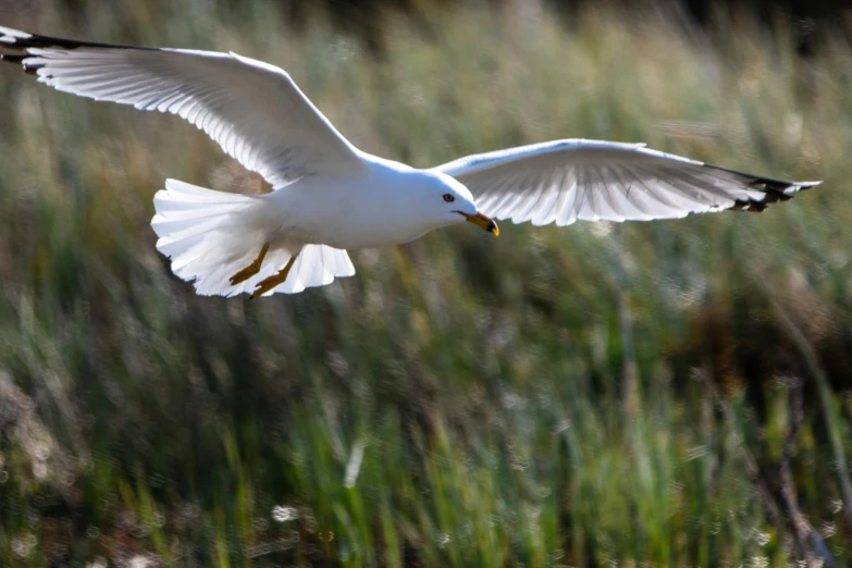 the white seagull is flying near a green grassy field