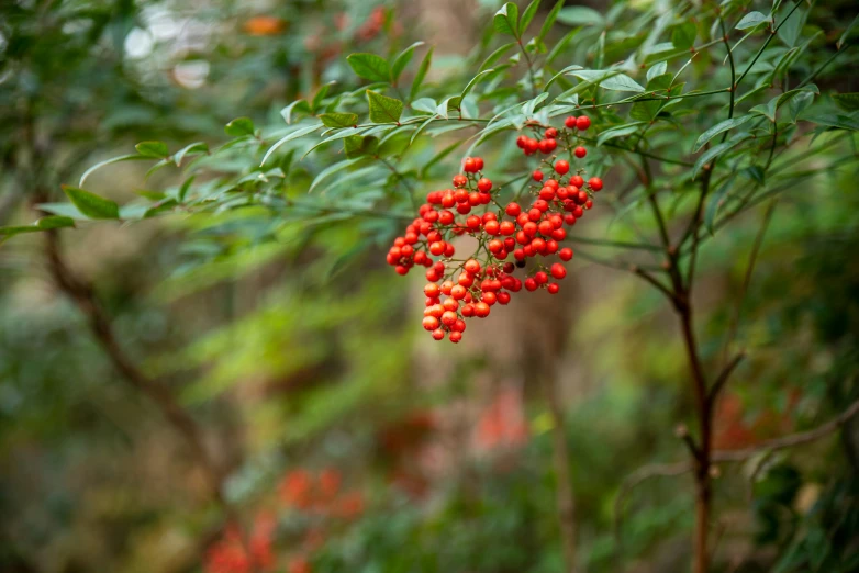 a tree filled with red berries and green leaves