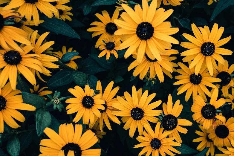 a picture taken from above of yellow flowers