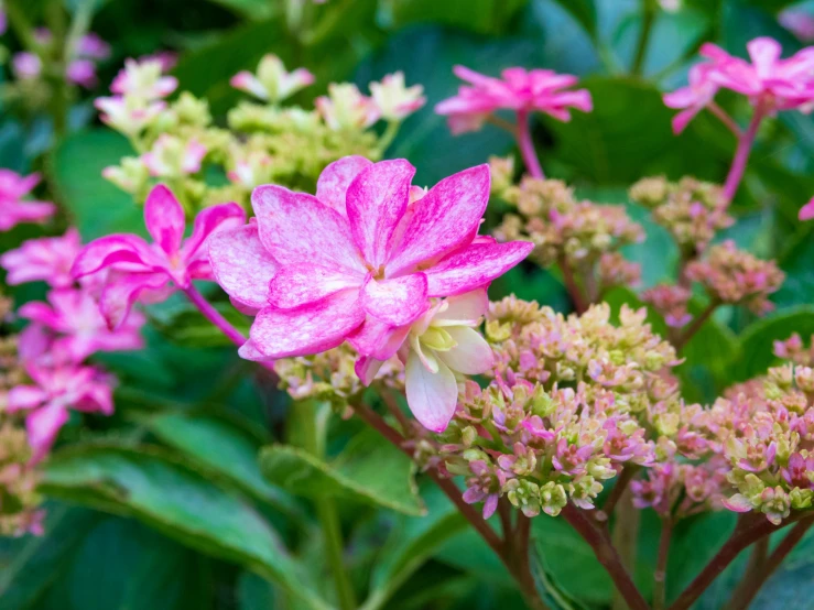 some pretty pink flowers in some green leaves