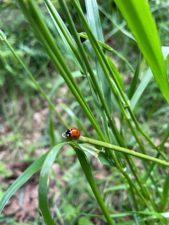 a ladybug is resting on a blade of green grass
