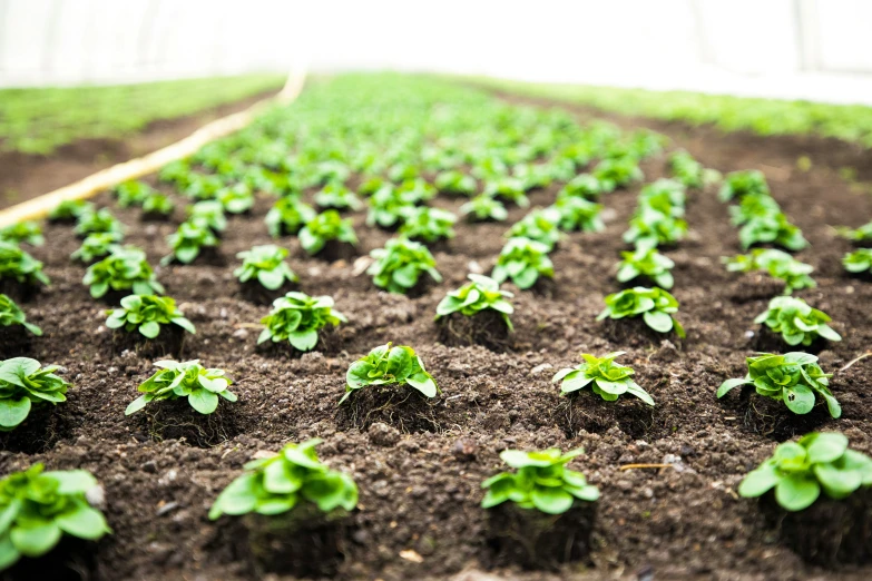 many small green plants growing in a field