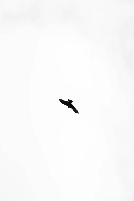 a bird flying in the sky on a cloudy day