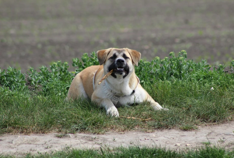 dog laying in green grass with a stick in his mouth