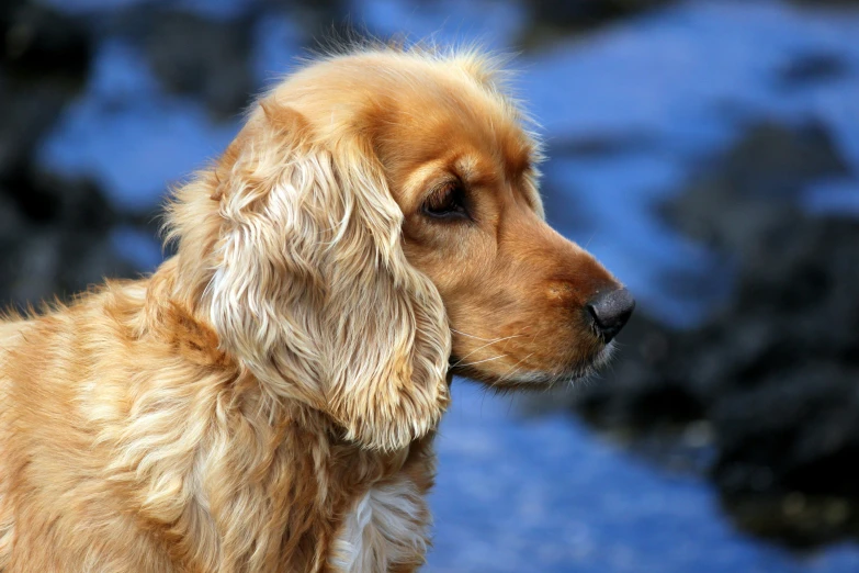 an image of a golden retriever dog looking intently