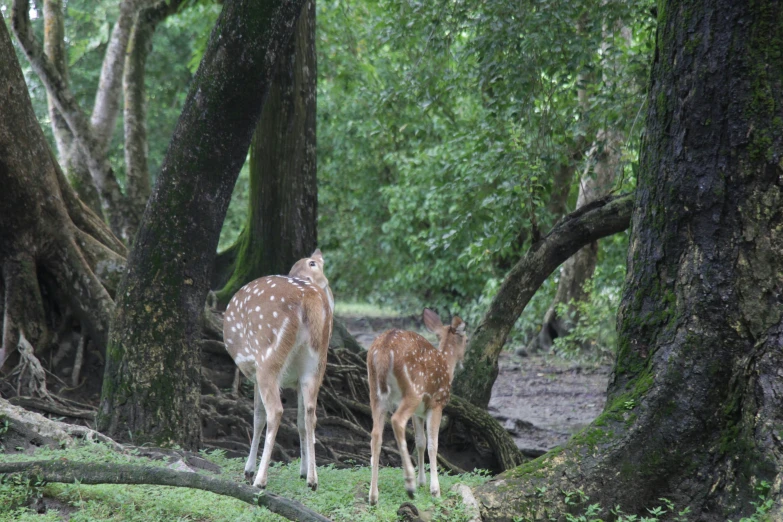 two deer stand between some trees on the ground