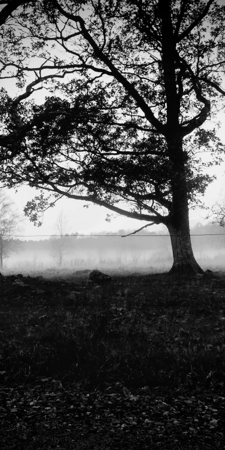 black and white image of foggy landscape with a lone tree