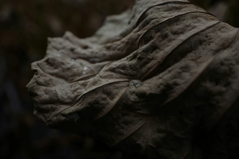 a dried leaf that is sitting on some rocks