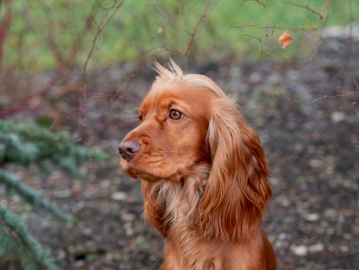 a long haired red dog looking away from the camera