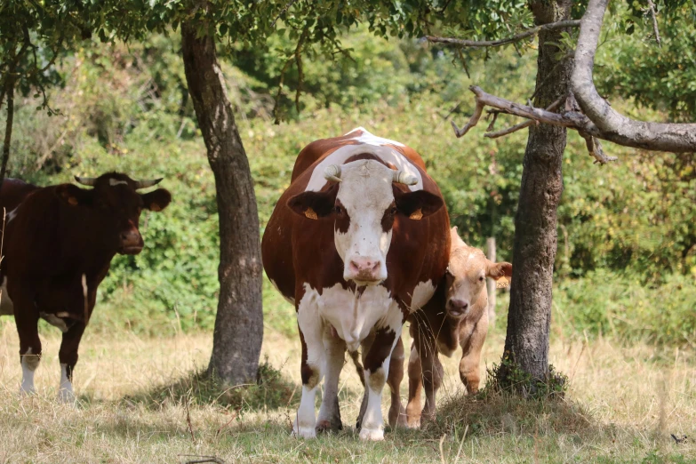 cows in the pasture standing around between some trees