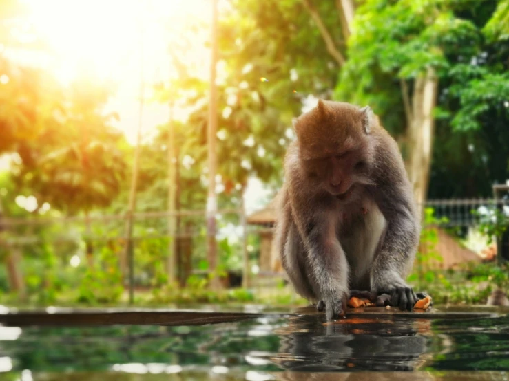 the macacaunt sits on the ground and eats fruit