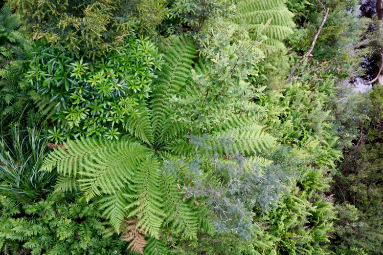 trees and plants covered with leaves in a forest