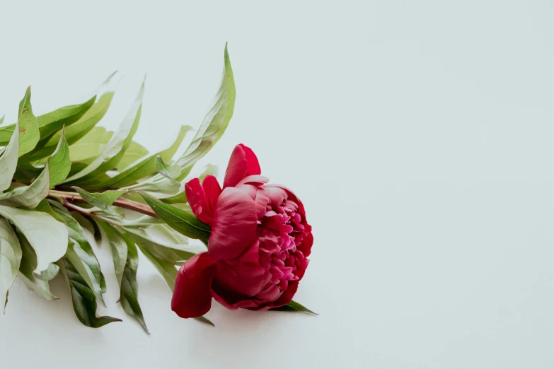 two flowers sit together on a table