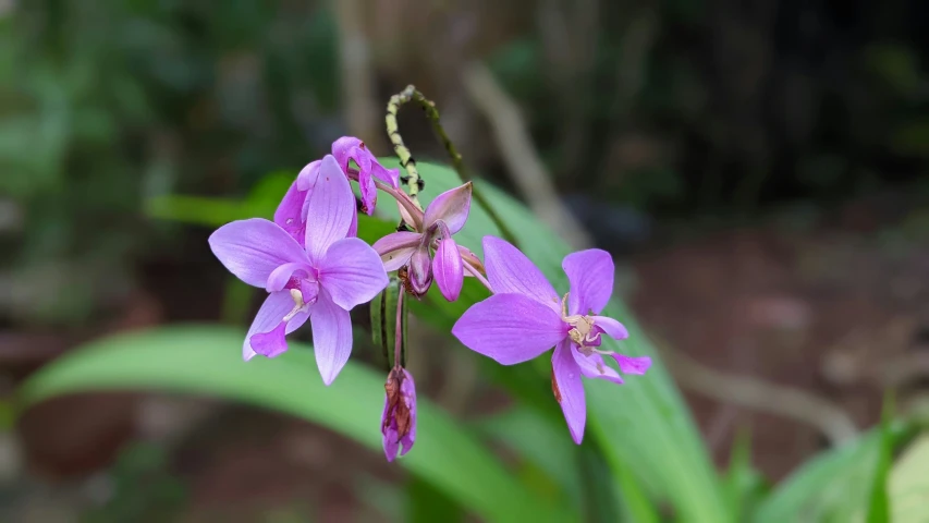 there are three flowers with tiny stems hanging from them