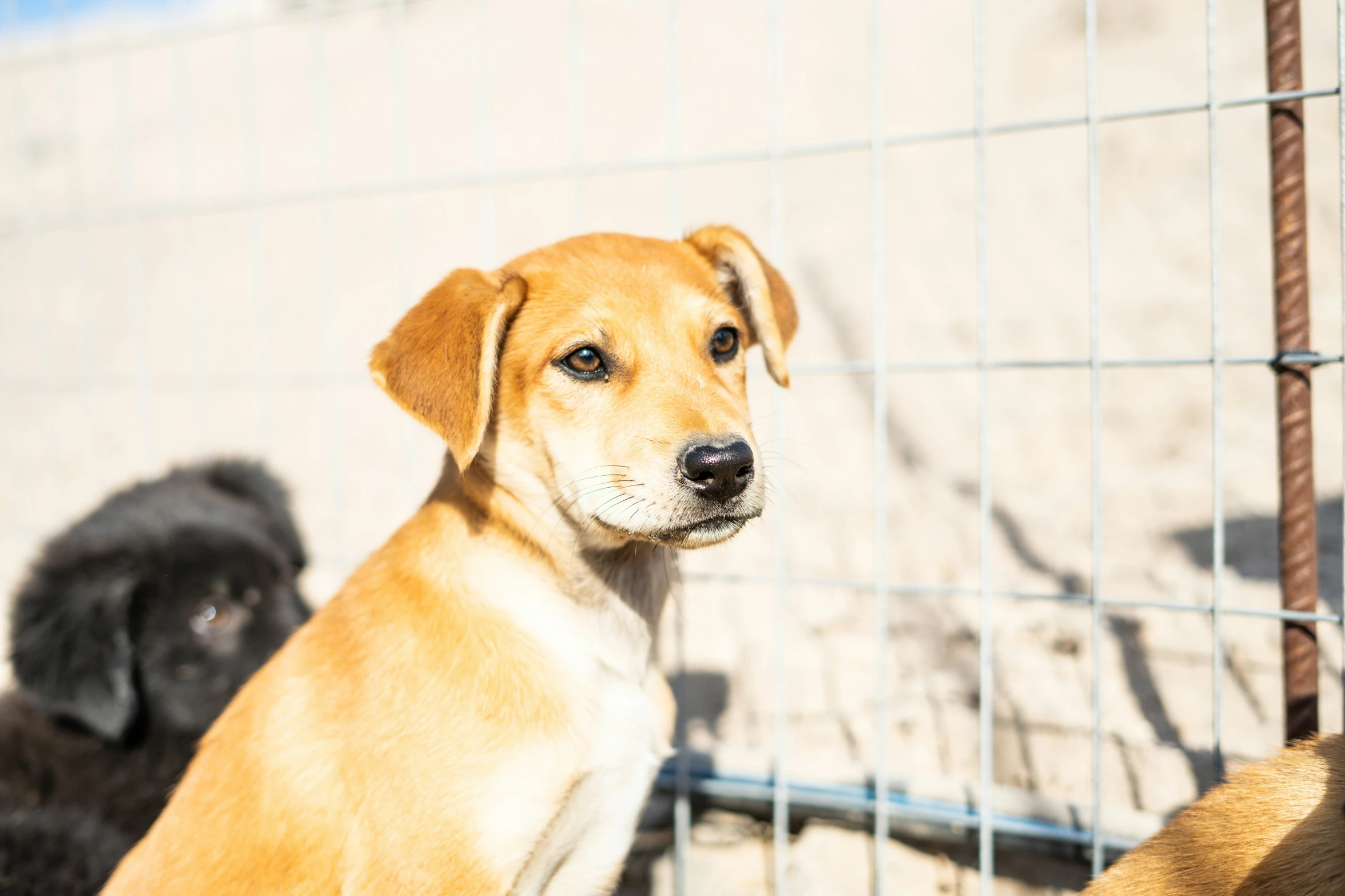 a brown and black dog standing next to a fence