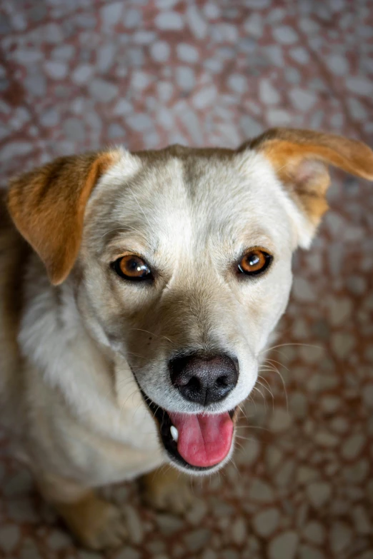 a close up of a dog with a white face and tan ears