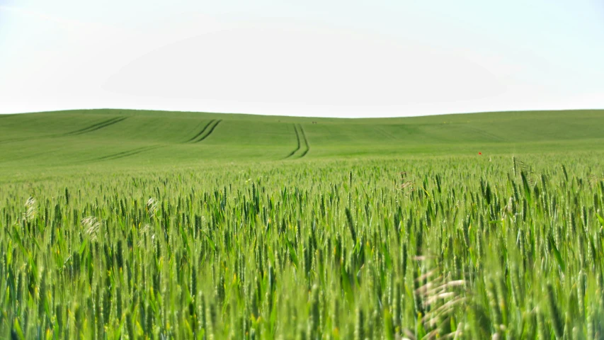 a field of green grass with some hills in the background