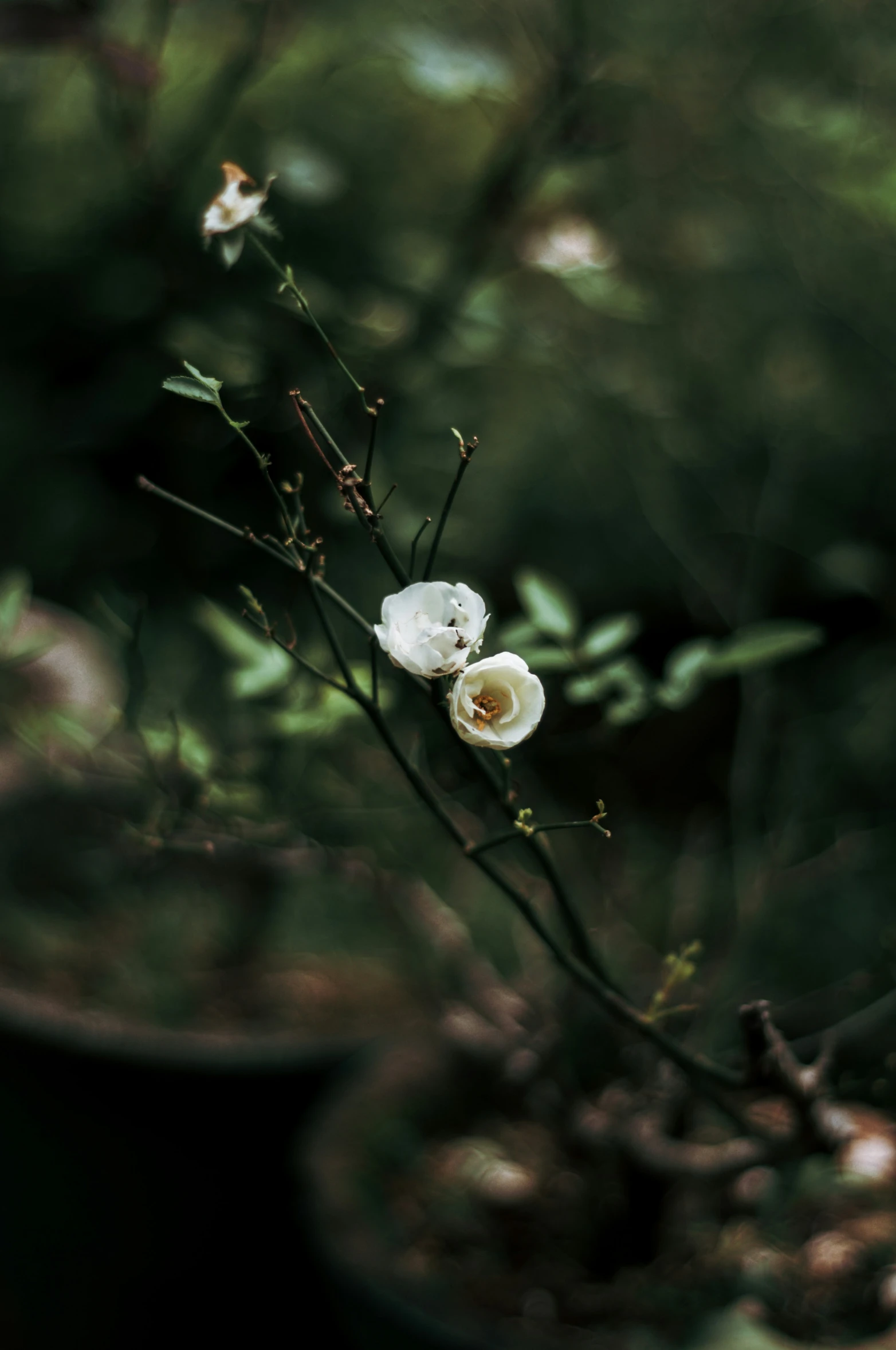 a couple of flowers that are on some leaves