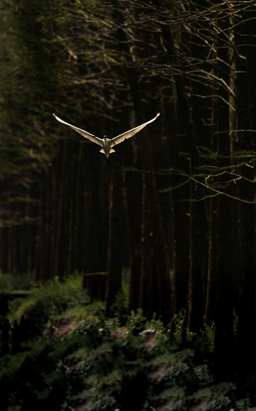 a bird is soaring over a grove of trees