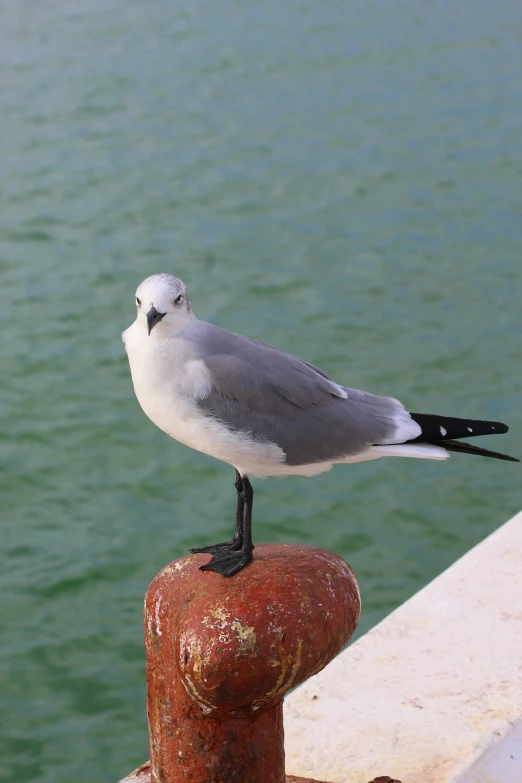 the bird is perched on the post by the water