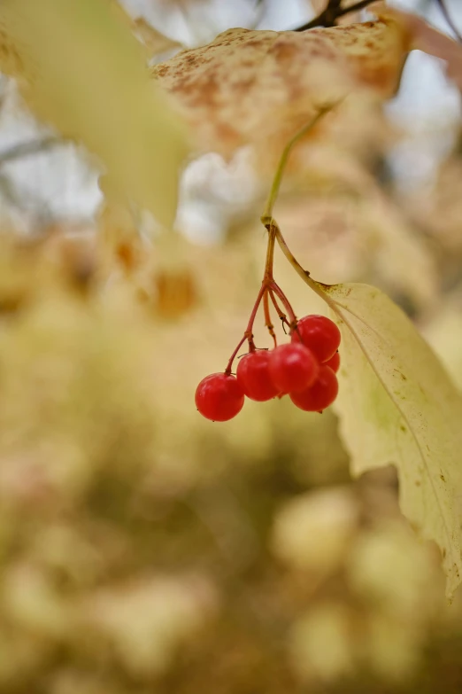 a couple of berries are hanging on a tree
