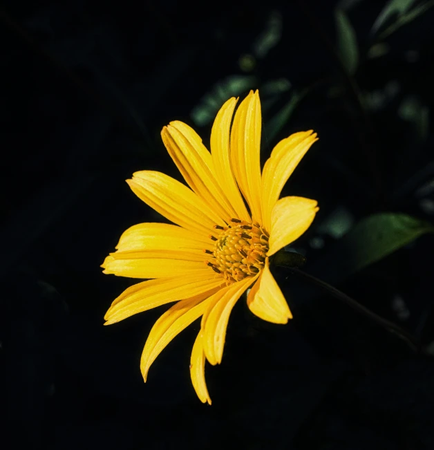 a yellow flower in the dark on a tree nch