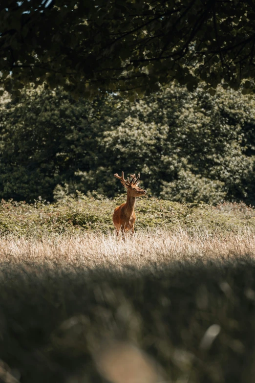 a large, thin antelope in a field with tall grass