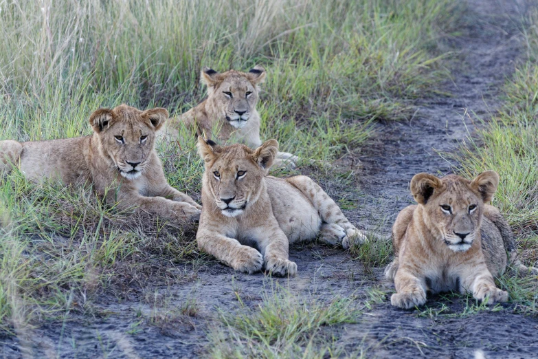 three lions on a path that is in the grass