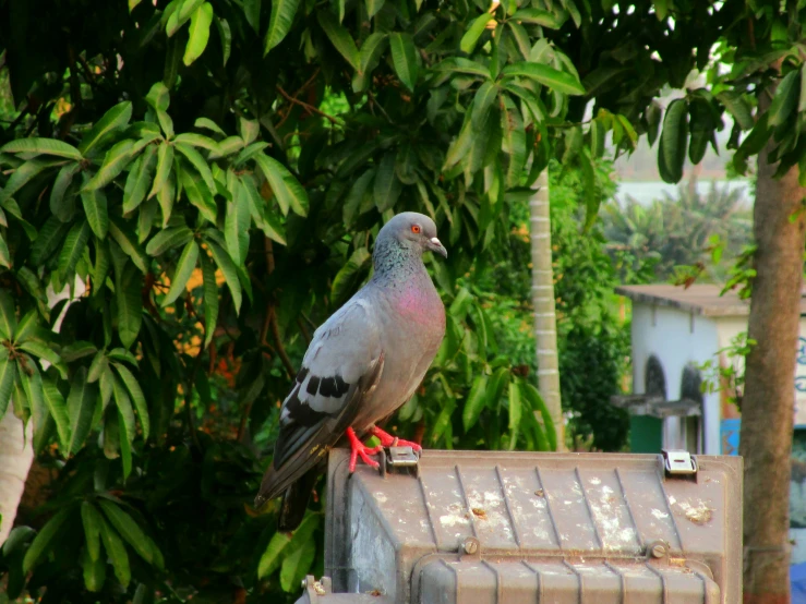 a bird standing on the roof of a house