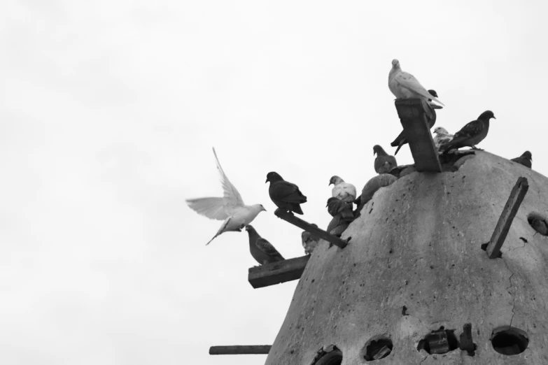 birds that are flying around a building roof