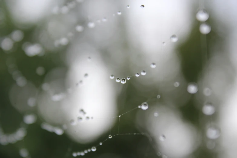 water droplets form on a spider's web and reflect the sun in the background