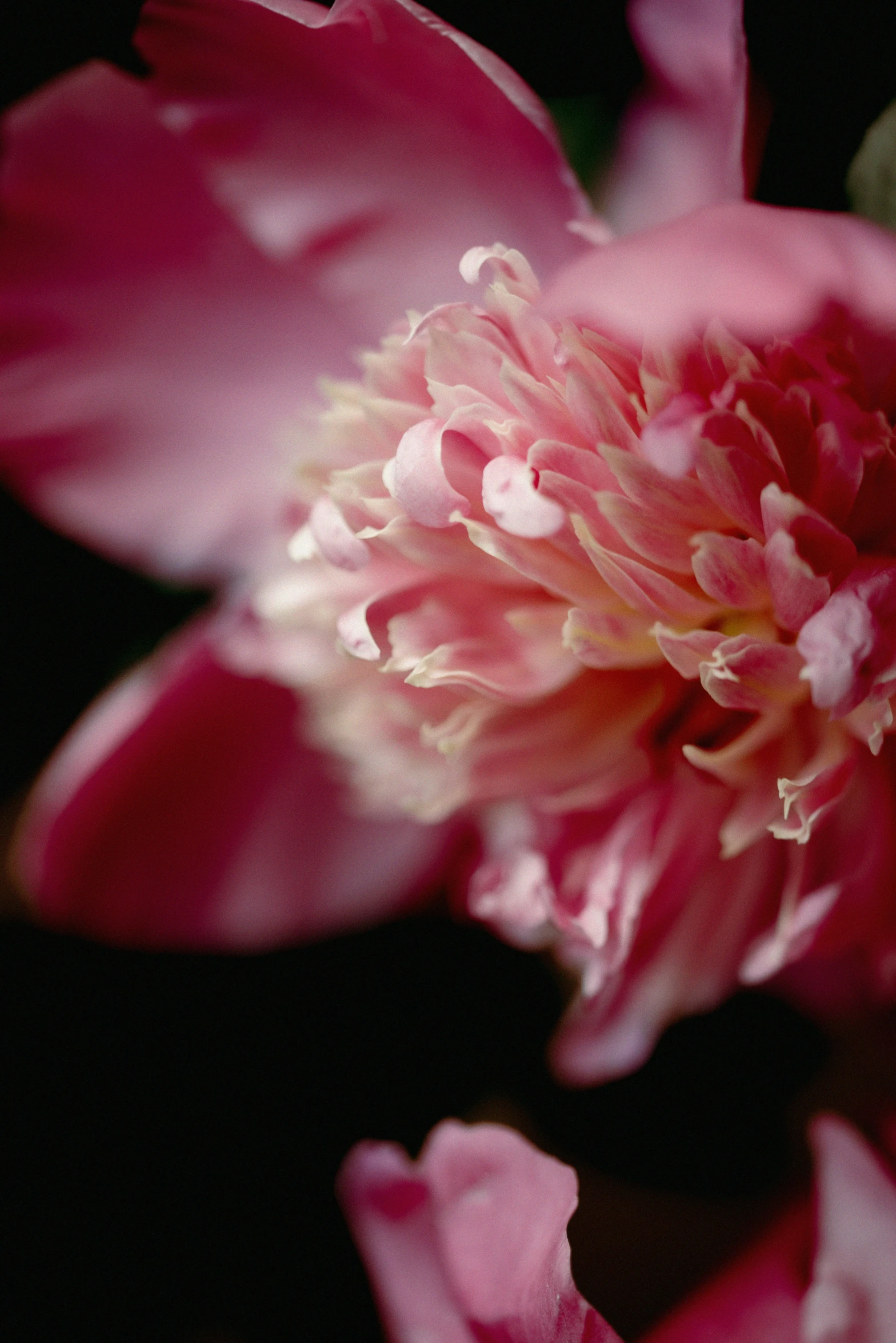 a flower with pink flowers and leaves