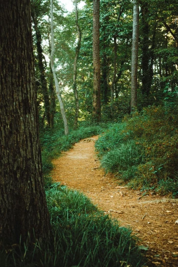 a dirt path that runs along the side of the forest