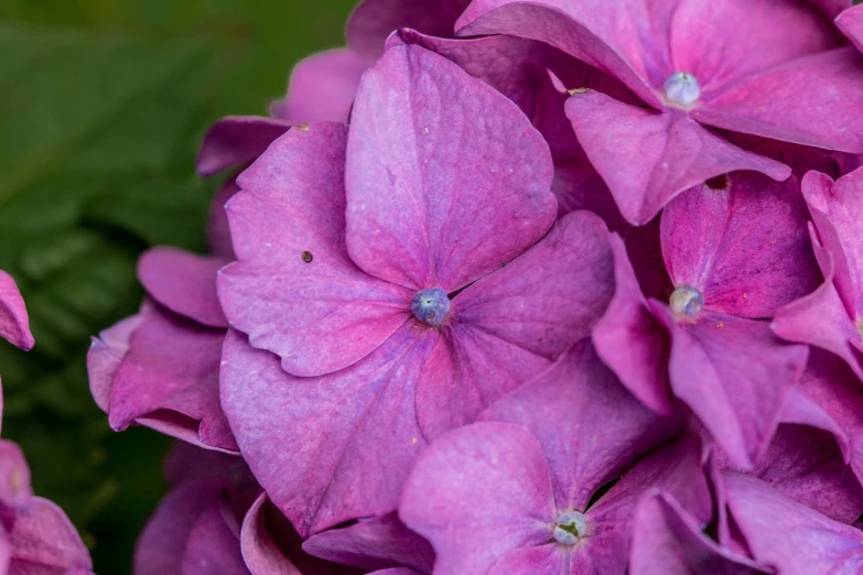 a purple flower blooming with green foliage