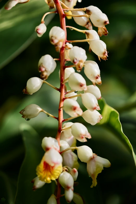 a bunch of white flowers on a stalk