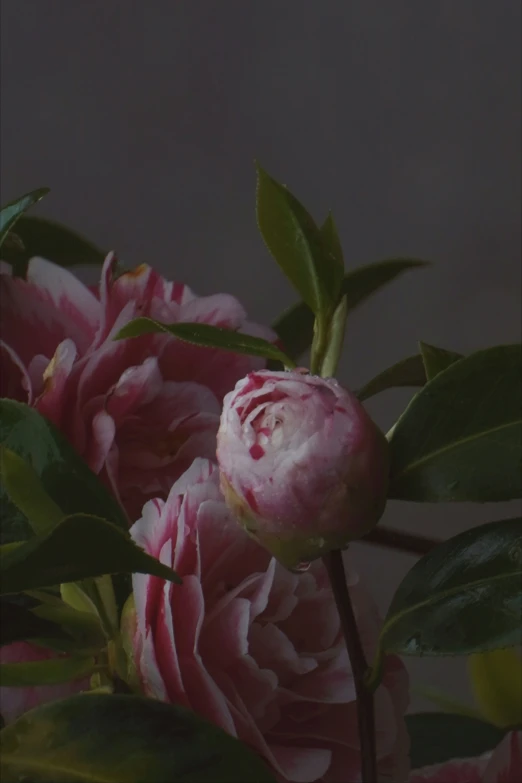 some pink flowers are blooming in a vase