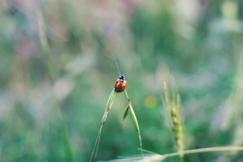 a bug is sitting on the back end of a long grass