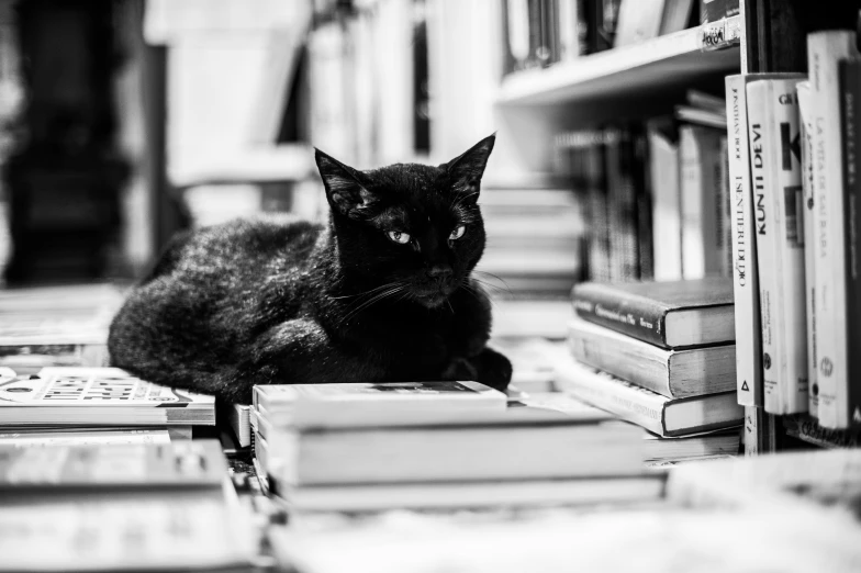 a cat that is sitting on a table next to books