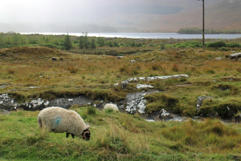 a sheep that is grazing in the grass