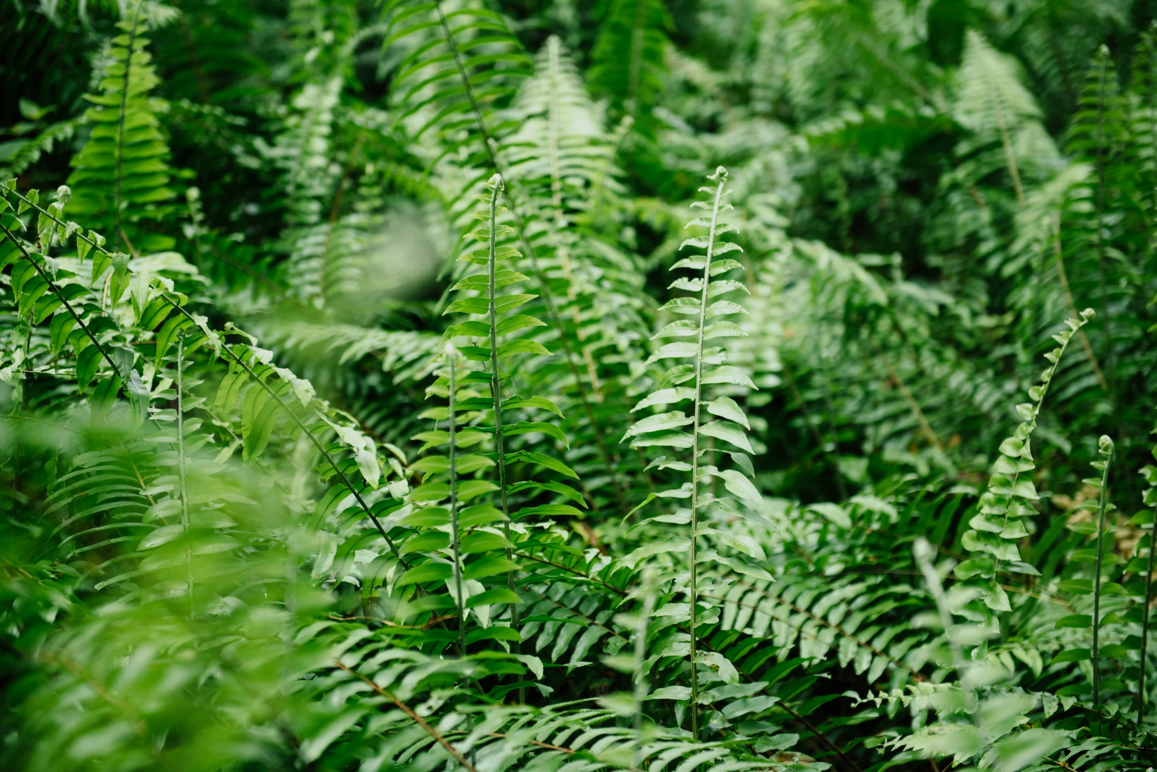 several different types of green plants that are close together