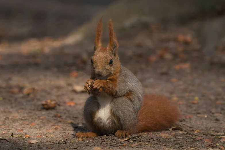 a squirrel is sitting on the ground and scratching it's back