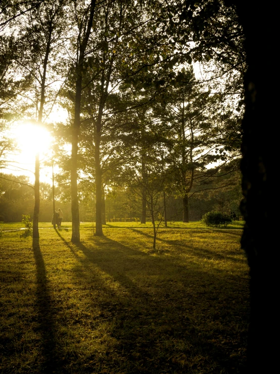 the sun shines brightly in a field near trees