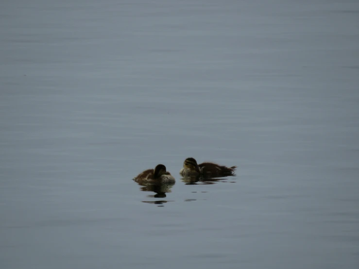 two ducks swimming on top of a lake