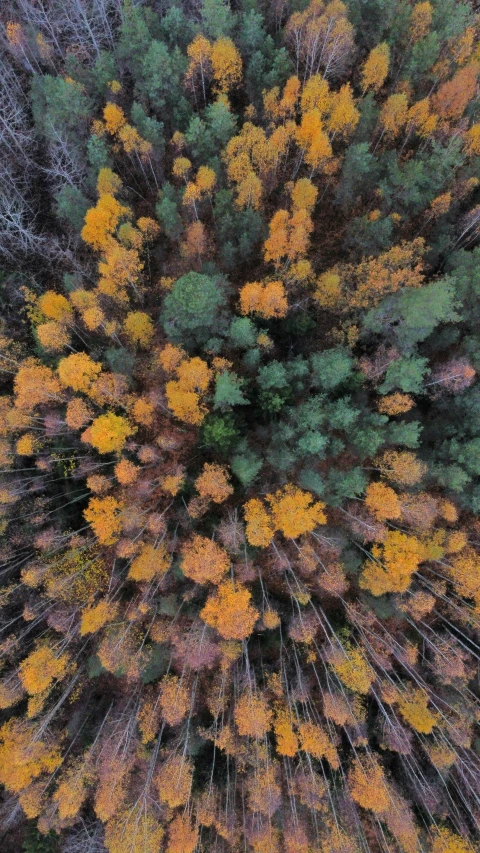 a very big tree in the middle of a forest