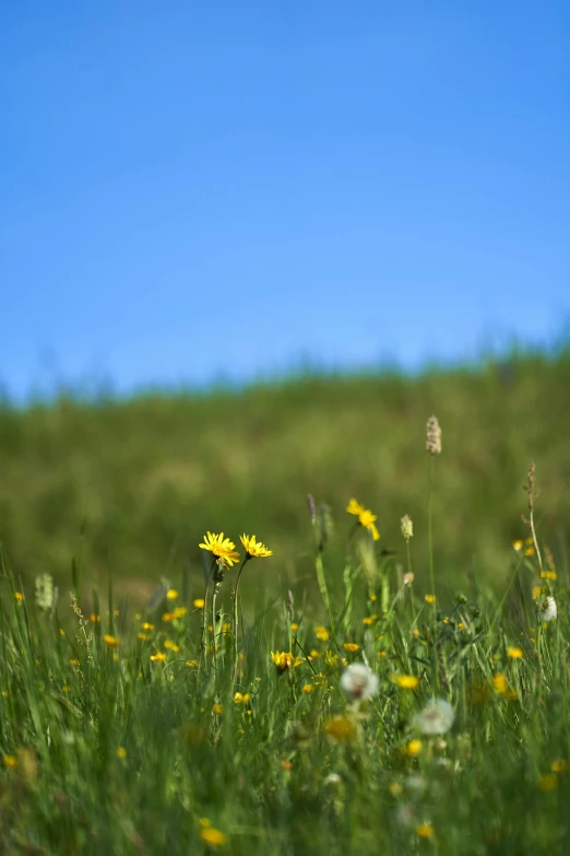 yellow wildflowers and weeds on a grassy hillside