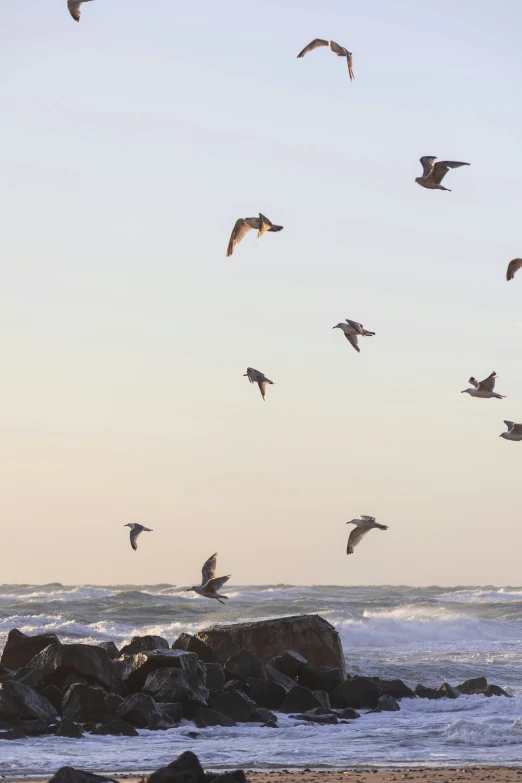 several seagulls fly low over an ocean beach