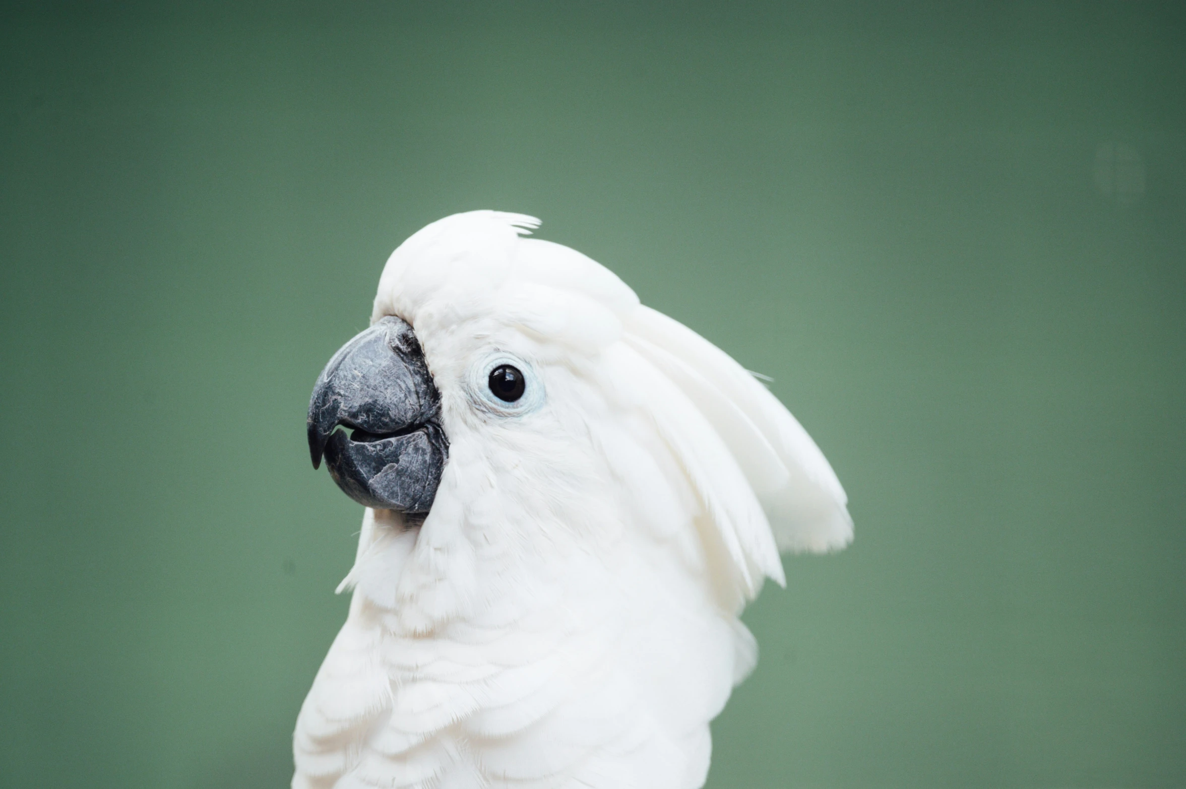 a close up po of a white bird with large feathers